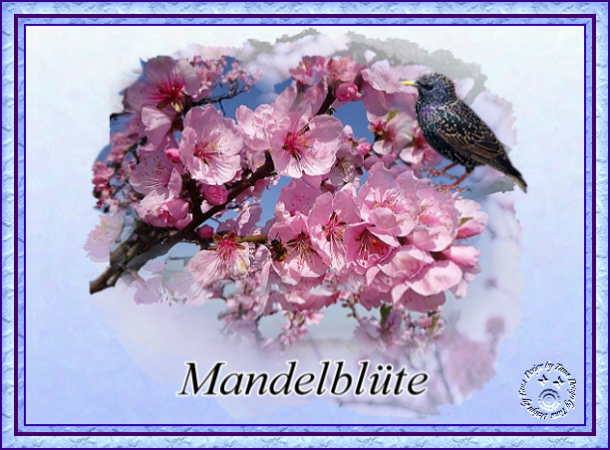 Mandelblüte.png