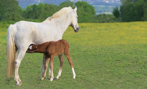 1 @yKALAVUpx foal-5183837_960_720f.png