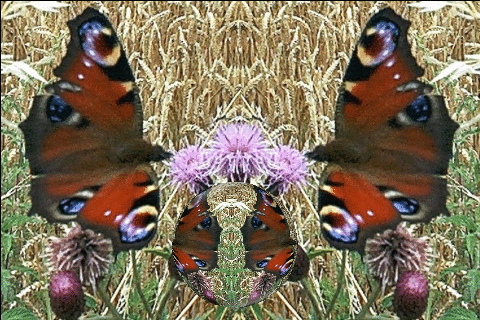 2 Schmetterlinge.gif