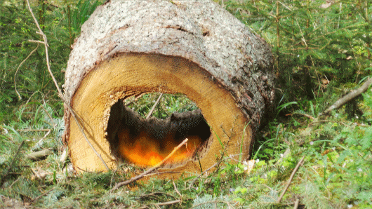 Holz mit Feuer im Baumstamm.gif