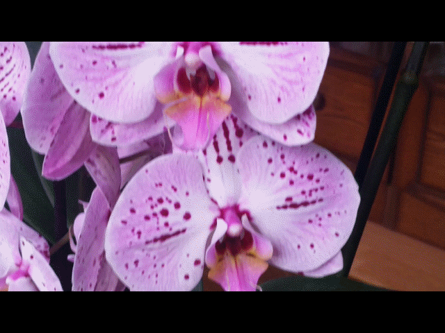 Orchidee Gif3.GIF