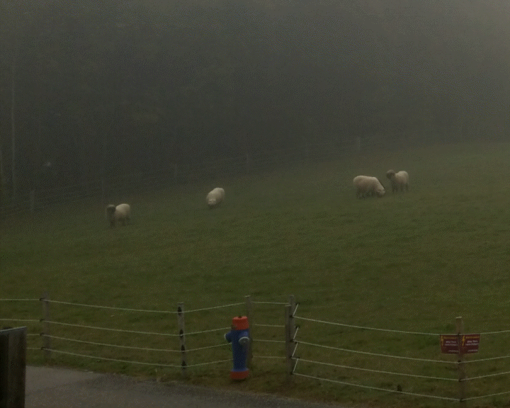 Schafe frassen Kühlturm, Gif.GIF