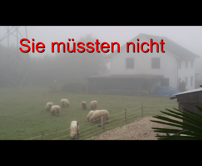 Schafe grasen im Nebel, Gif.GIF