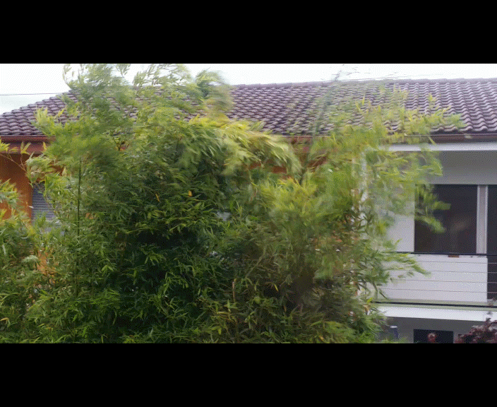 Sturm, Bambus, Juni 21, weniger Pixel, Gif.GIF
