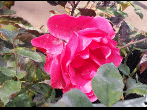 Rose, Punkteblätter, Gif.GIF
