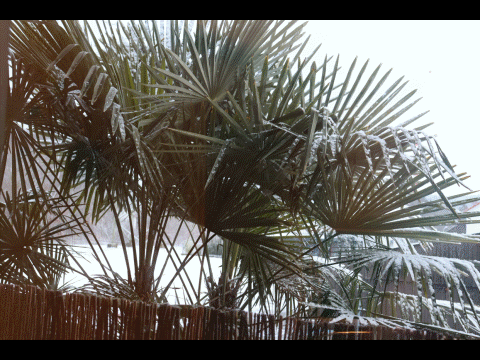 Schnee in Palmen, 29°11°21, Gif.GIF