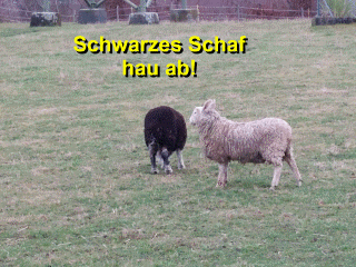 Schwarzes Schaf, Gif 1.GIF