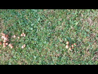 Pilze aus den Apfelbaumwurzeln, Gif.GIF
