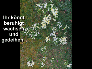Frühblümchen im Rasen, 2024-03-15, Gif.GIF