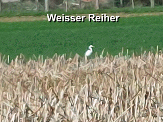 Reiher, Weisser,2024-03-22, Gif 2.GIF