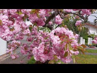 Blütenpracht, rosarot,  auf Friedhof, 2024-04-08, Gif 2.GIF