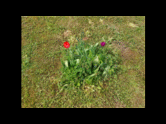 Blumen welken und gedeihen, 2024-04-28, Gif.GIF