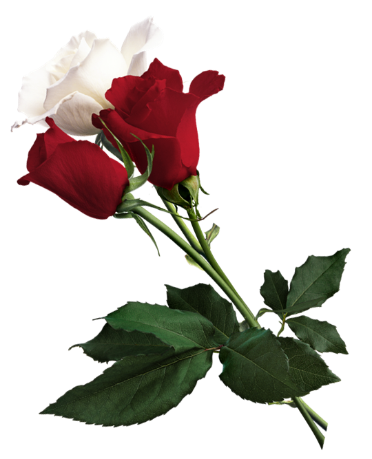 White_and_Red_Roses_PNG_Picture.png