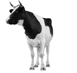 animated-cow-image-0104.gif