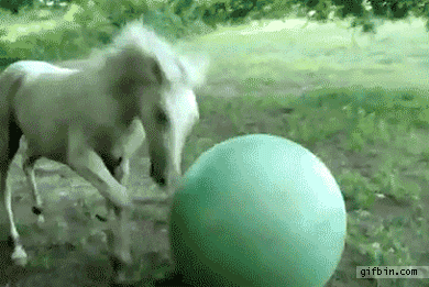 43048,1346165402,1287507497_horse-plazying-with-big-ball.gif
