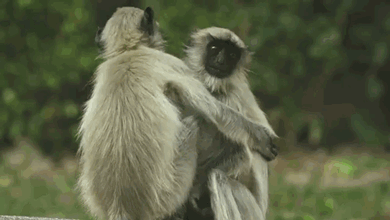 monkey-hug.gif
