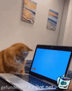 Katze_und_Laptop.gif