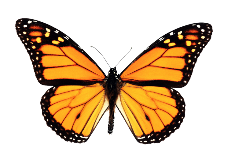 pic-Schmetterling-PC.png