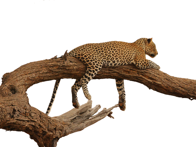 leopard-gd94c1cd22_640.png