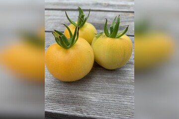 Tomate "weißer Pfirsich" - BIO-Tomatensorte [samenfest]