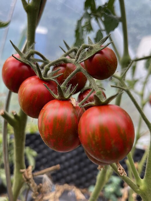 Tomate "Black Zebra Cherry" - BIO-Tomatensorte [samenfest]