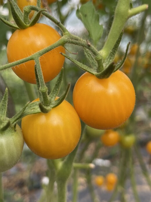 Tomate "Katinka" - BIO-Tomatensorte [samenfest]