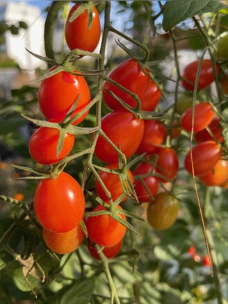 Tomate „Mini San Marzano“ - BIO-Tomatensorte [samenfest]