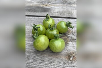 Tomate "Green Doctor" - BIO-Tomatensorte [samenfest]