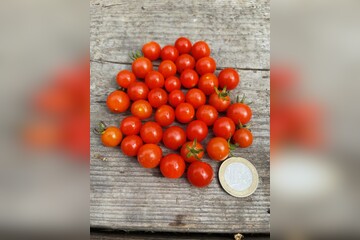 Tomate "Johannisbeertomate" - BIO-Tomatensorte (samenfest)