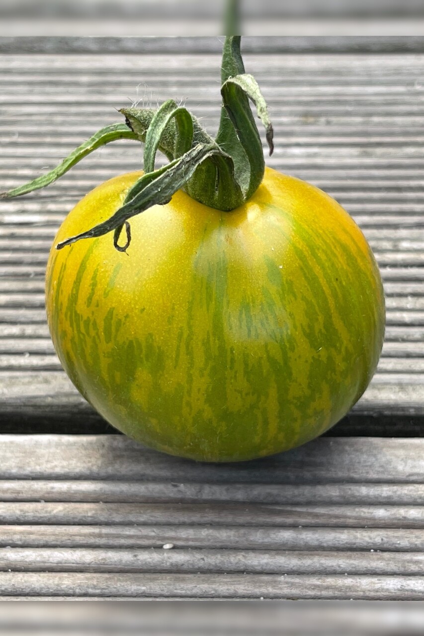 Anzucht-Set "robuste Tomaten" [samenfest]