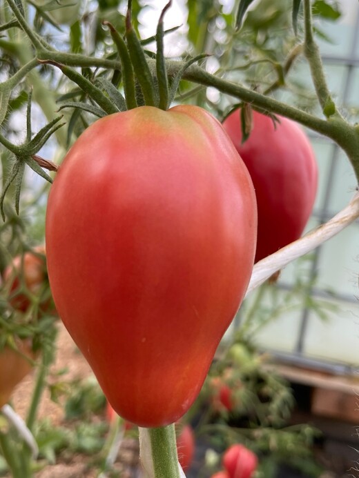 Tomaten Set "historische Tomatensorten"- 4 BIO-Sorten [samenfest]
