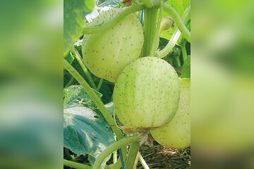 Zitronengurke „Limona“ - Bio-Freilandgurke (samenfest)