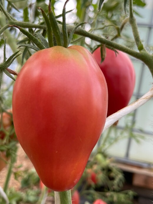 Tomate "Ochsenherz" - BIO-Tomatensorte [samenfest]