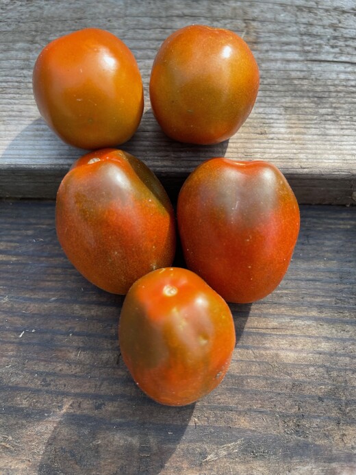 Tomate "Black Plum" - Tomatensamen [samenfest]