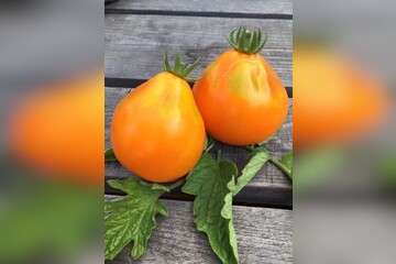 Tomate "Japanische Birne" - BIO-Tomatensorte [samenfest]