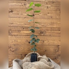 Trüffelbaum "Hainbuche"