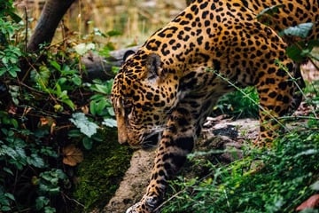 Individualreise - Heiliges und Tierisches von Waikkal nach Weligama