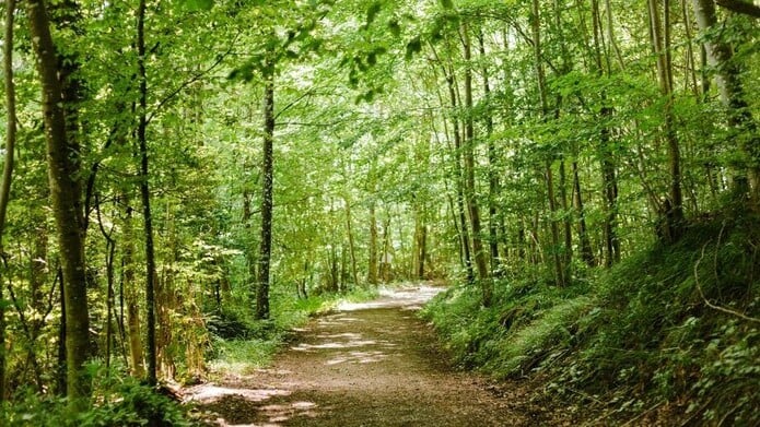 FriedWald Heiligenberg