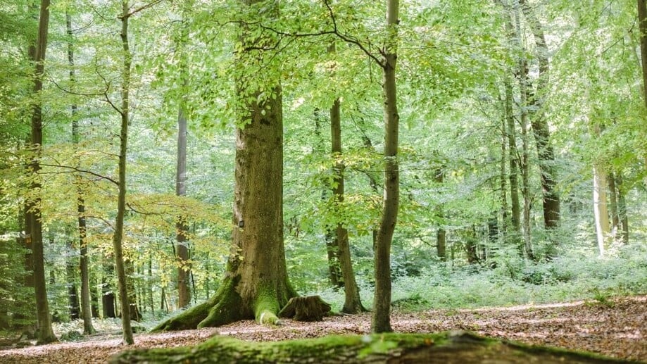 Friedwald - Impressionen vom Wald