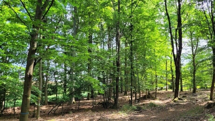 FriedWald Nassauer Land - Attenhausen