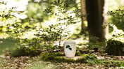 Friedwald-Urne im Sommer