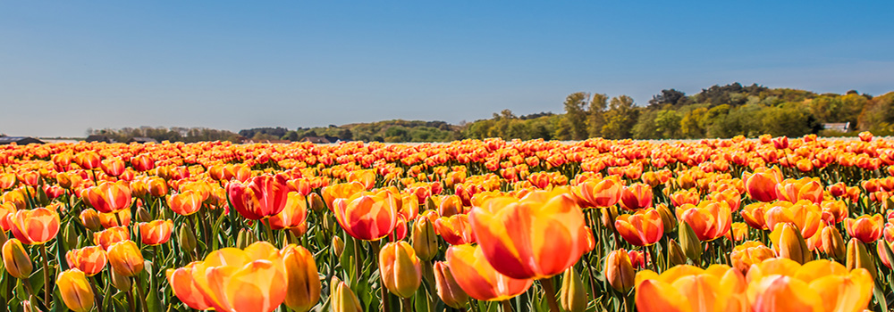 Erleben Sie im Frühjahr die Pracht der holländischen Blumenfelder. 