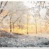 2 Bilder aufeinandergelegt - Frost auf den Bäumen und Sonnenuntergang
