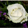 weiße Rose ~ edle Schönheit.jpg