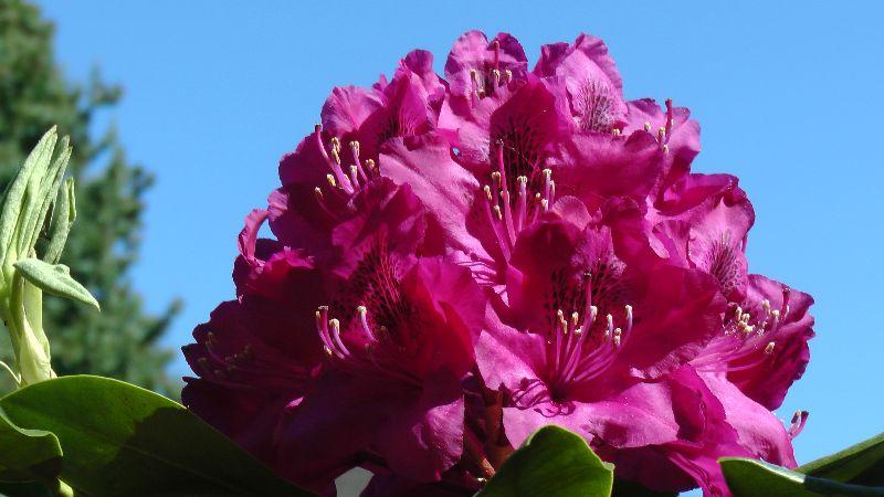 Rododendron (18).JPG
