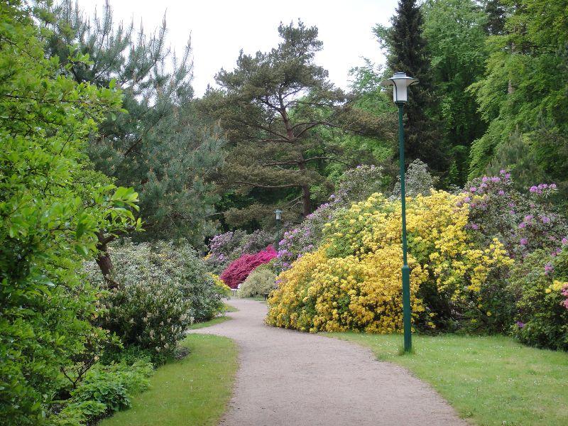 Weg i. Rhododendron-Park.JPG