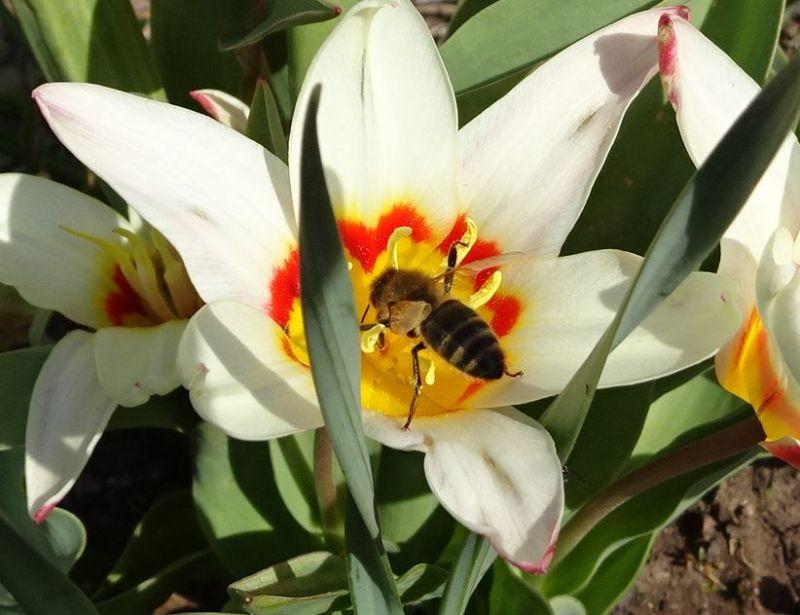 Tulpe mit Biene.JPG