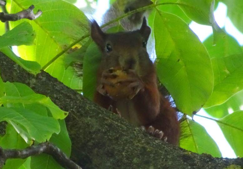 Eichhörnchen mit Nuss1.JPG
