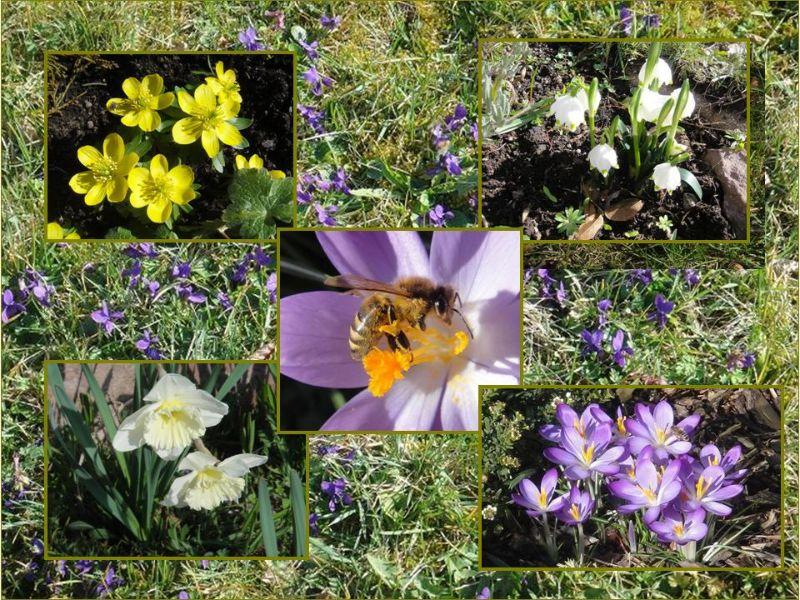 Collage Frühling.jpg