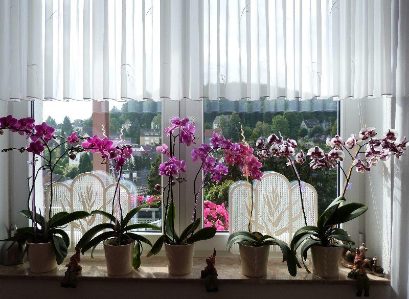 heidis Fenster1 Orchideen.JPG